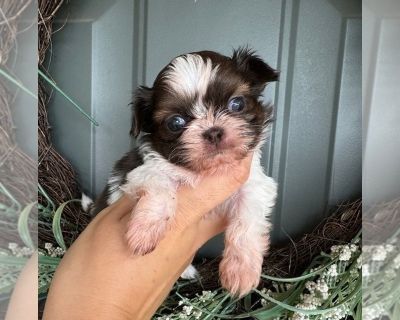 Carl - Shih Tzu Male Puppy for Sale