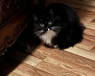 Mila - Domestic Longhair Female Cat for Adoption