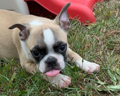 4 Male and 3 Female Boston Terrier Puppies for Sale