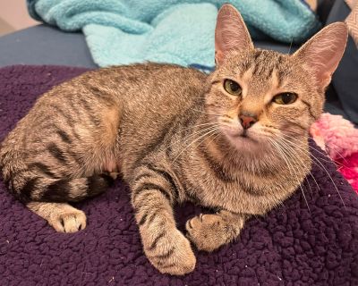 Peaches - Domestic Short Hair Mix Female Cat for Adoption