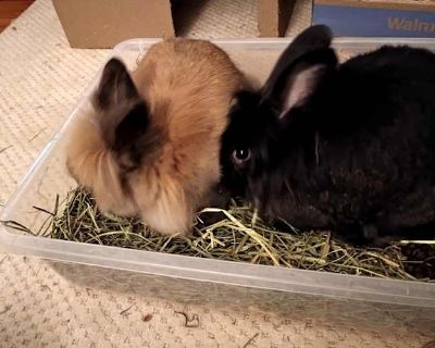 *Oliver and Hazel - Lionhead Male for Adoption