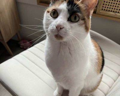 Cali Iii (new Digs) - Calico Female Cat for Adoption