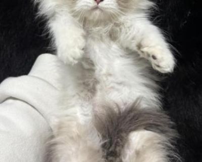 Beautiful Himalayan - Himalayan Female Kitten For Sale