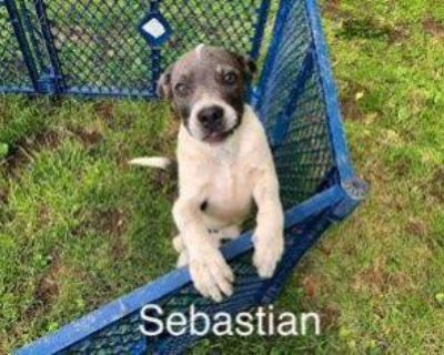 Sebastian - Border Collie Male Dog for Adoption