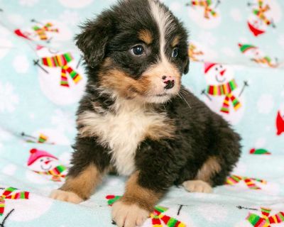 Bernedoodles are a double dose of fun: This cross between a Bernese Mountain Dog and a Poodle is known for their fun-loving and outgoing personality. On top of being fun and fluffy, Bernedoodles have a low-shedding, low-allergen coat that has given them a reputation for being a hypoallergenic dog. Mother is a Bernedoodle, father is a poodle. All Sunday calls will be returned Monday.. Gender: Fe...
