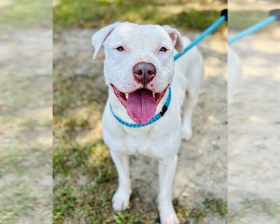 Connor - American Pit Bull Terrier Male Puppy for Adoption