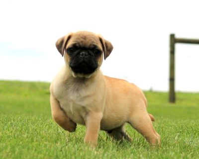 Ross - 13 Weeks Male Pug Puppy for Sale