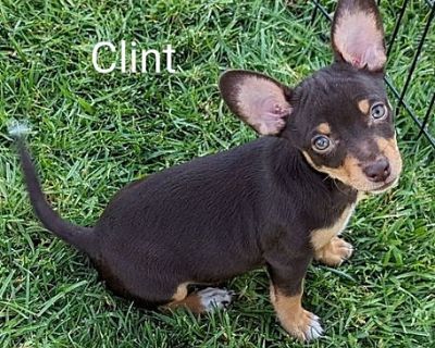 Clint - Chihuahua/Dachshund Mix Male Puppy for Adoption