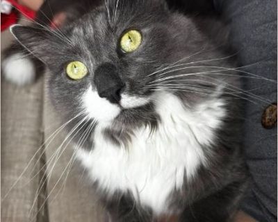 Zeus Caboose - Male Kitten Domestic Cat for Adoption