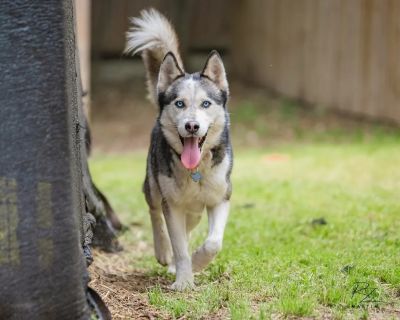 Apollo - Husky Male Dog for Adoption