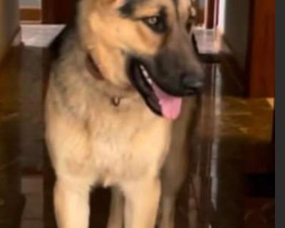 1 Male German Shepherd Dog Puppy for Sale