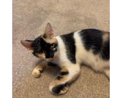 Beans - Domestic Shorthair Female Cat for Adoption