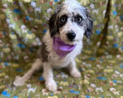 DESTINY - Aussiedoodle Female Puppy for Adoption