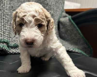 I have very unique blue eyed f2bb mini goldendoodle puppies. They have very rare husky like blue eyes. 
Ready to go home on may 28. Puppies already figured out that they only need to potty on the dog pee-pad, took only couple of tries. They are very smart and playful. They will be 19lb to 25lb
Father(Kasper)f2bb has very rare Non matting fur 25LB (most likely puppies will inherit it)
Mother(Blu...