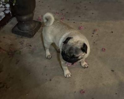 Cuco - Pug Male Dog for Adoption