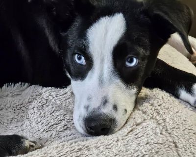 Echo - Mixed Breed Female Puppy for Adoption