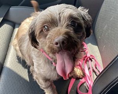 Roo - Yorkie, Yorkshire Terrier/Poodle (Miniature) Mix Female Dog for Adoption