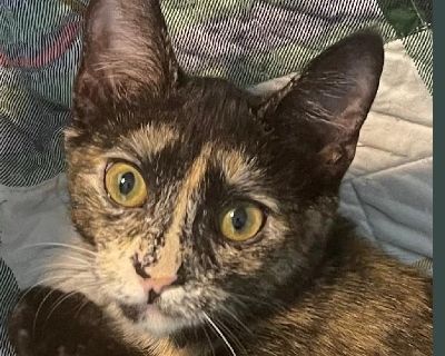 Dani - Domestic Short Hair & Tortoiseshell Mix Female Cat for Adoption