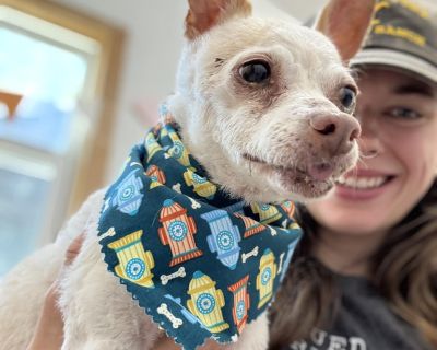 Dexter - Chihuahua & Rat Terrier Mix Male Dog for Adoption