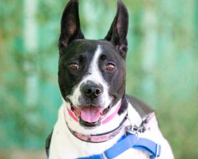 Nova - American Pit Bull Terrier Female Dog for Adoption