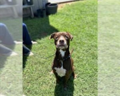 Senior * Location Lacombe, LA, 70445 USA USA *. Posted Breed: Labrador Retriever / Mixed (medium coat). Physical Attributes Coat Length: Medium Additional Information Was the Dog Found No