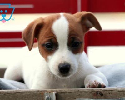 Josie - Female Jack Russell Terrier Puppy for Sale
