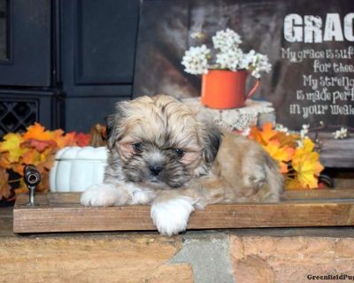 Max - 7 Weeks Male Shih Tzu Puppy for Sale