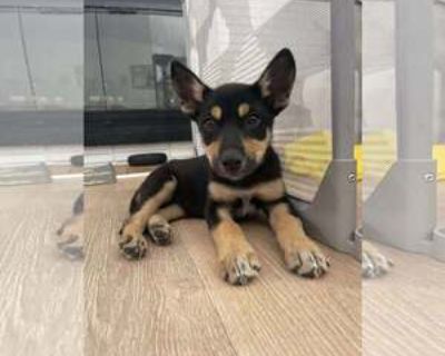 Luna Lou - Female Siberian Husky-Unknown Mix Baby for Adoption