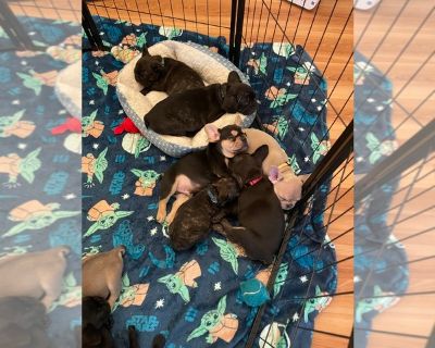 Litter of 6 - French Bulldog Male Puppy for Sale