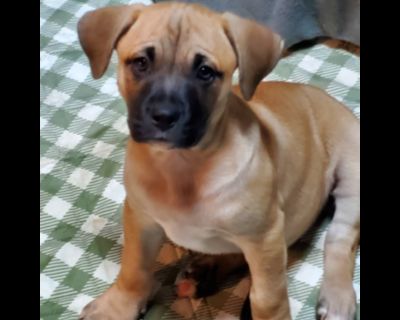 Maxine - Labrador Retriever Mix Female Puppy for Adoption