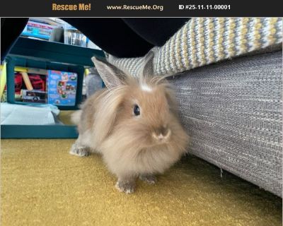 - Female Rabbit Rabbit for Adoption