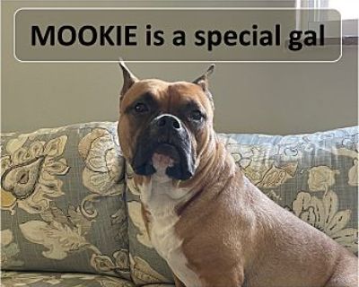 Mookie - Staffordshire Bull Terrier Female Dog for Adoption