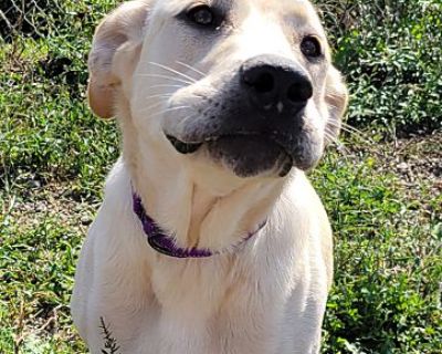 Kira - Labrador Retriever Female Dog for Adoption