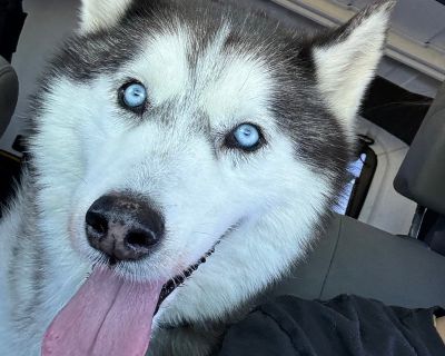 Spirit - Siberian Husky Male Dog for Adoption