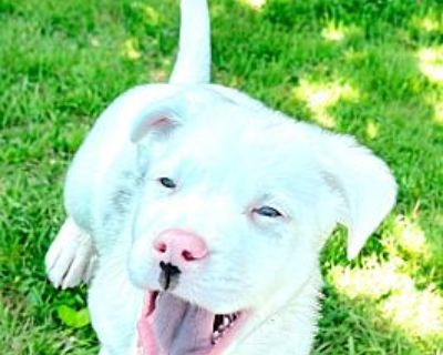 Shell - Catahoula Leopard Dog/Mixed Breed (Medium) Mix Male Puppy for Adoption