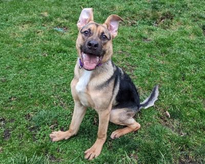 English bulldog german cheap shepherd mix