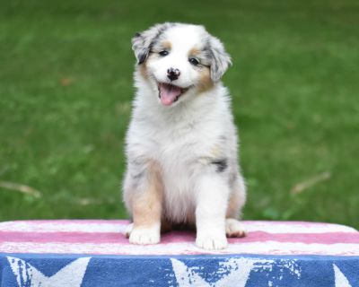 1 Male and 1 Female Australian Shepherd Puppies for Sale