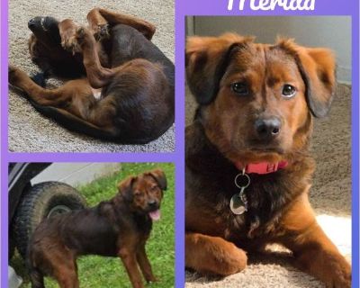 Merida - Australian Shepherd / Dutch Shepherd Female Puppy