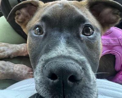 Orzo - Mixed Breed (Medium) Male Puppy for Adoption