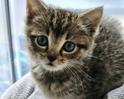 Piglet - Domestic Shorthair Female Kitten for Adoption