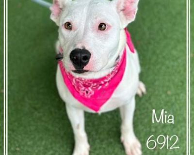 MIA - Pit Bull Terrier Female Dog for Adoption