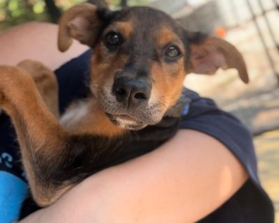 Meet Doodle Bug, one of our adorable McDonald s babies! This sweet 10-week-old (estimated DOB 7/4/25) Lab/Greyhound mix was found with littermates outside of a McDonald s, and now they re ready to find loving homes. Like most puppies, Doodle Bug is full of energy, curiosity, and snuggles. They re at the perfect age to learn routines, bond closely with their family, and grow into a loyal compani...