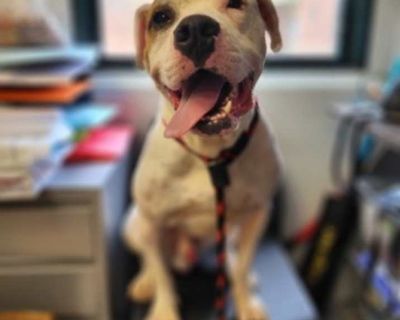 Barry - American Pit Bull Terrier Male Dog for Adoption