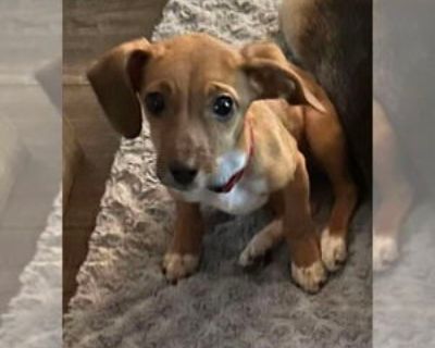 * Location Fairfax, VA, 22038 USA USA *. Dog Breed: Dachshund / Miniature Pinscher (short coat). Foster Homes Needed! Do you have time and room in your life for a foster dog? .muttloverescue/foster.html ***************** This sweet puppy was surrendered by her family because they didn't have time for her. Marley is 5 months old and weighs about 10 pounds. We are getting to know Marley and will ...