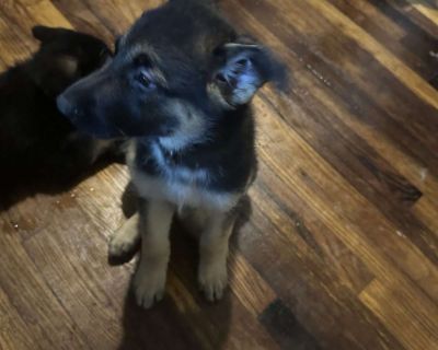 Brown - 12 Weeks Female German Shepherd Puppy for Sale