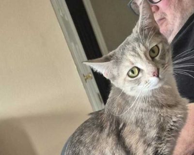 Adult. Hair: short. Meet Grace. We took in this sweet mama kitty and her five babies (Galahad, Gwyneth, Guinevere, Gardenia and Georgette). Grace has been an amazing young mother. She is very affectionate, not to mention beautiful. She'll make an amazing companion for a kind and loving familyl If you are interested in adopting, please go to straylovefoundation.org and fill out an adoption appli...