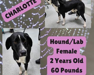 Charlotte - Labrador Retriever & Hound Mix Female Dog for Adoption