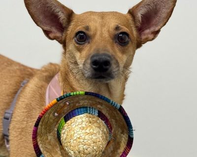 Bonita - Chihuahua Mix Female Dog for Adoption
