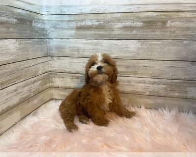 Ruby - Cavapoo Female Puppy for Sale