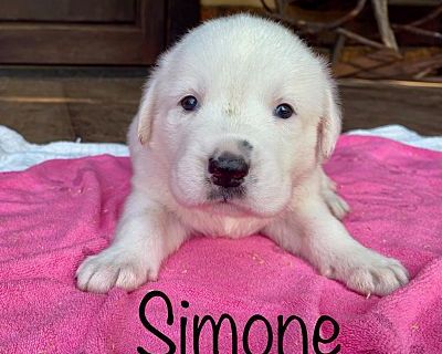 Simone - Golden Retriever/Boxer Mix Female Puppy for Adoption